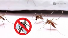 Chống muỗi bằng cách nào? – Những cách chống muỗi hiệu quả