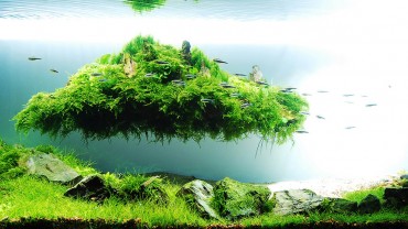 Hồ thủy sinh mini  – Tìm về sự thư thái qua cái hồn thiên nhiên